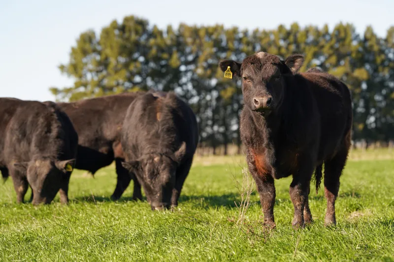 Selección de reproductores Aberdeen Angus