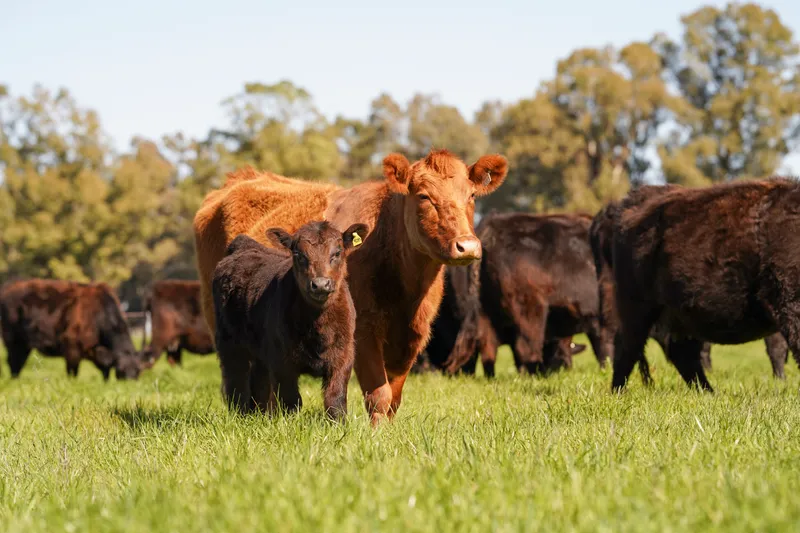 Pasturas — alimentación pastoril en la Cuenca del Salado