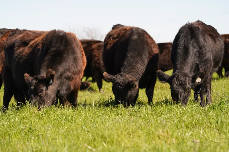 Calidad y valor productivo Aberdeen Angus