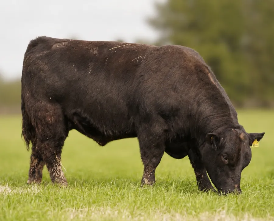 La Carmelina — campo